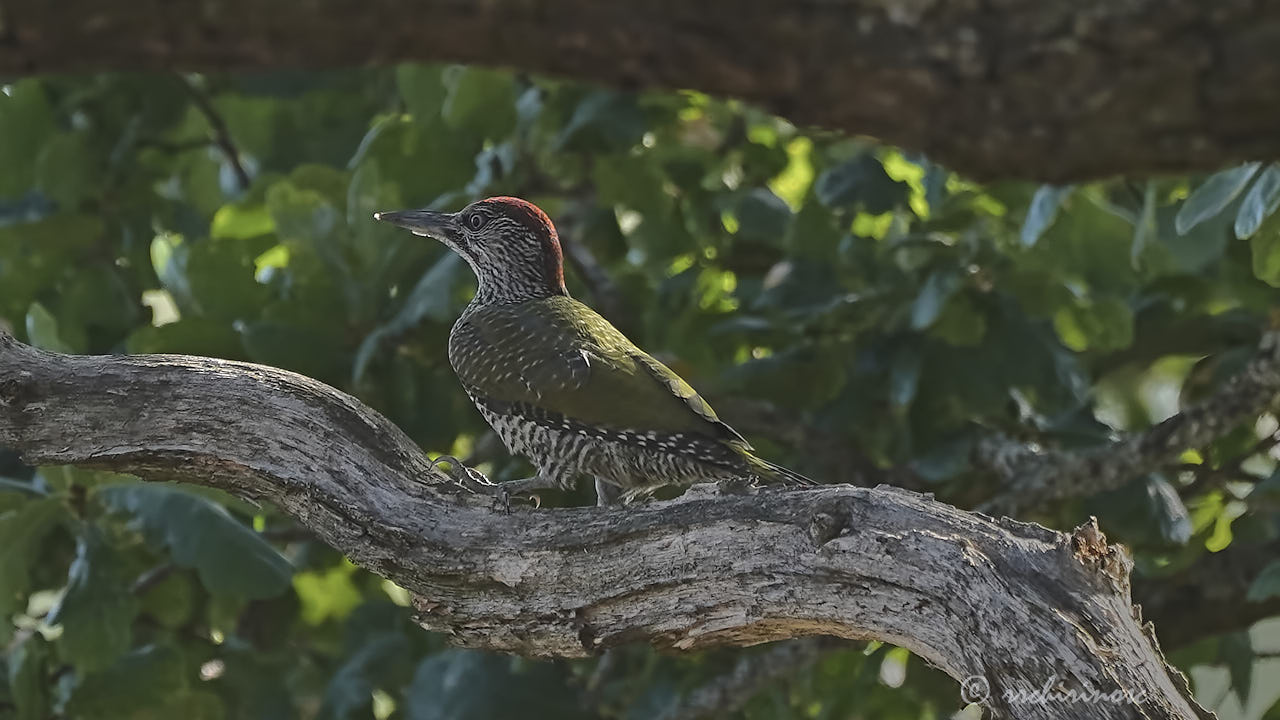 European green woodpecker