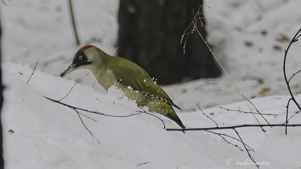 European green woodpecker