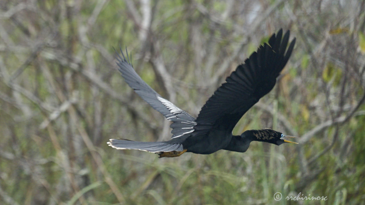 Anhinga