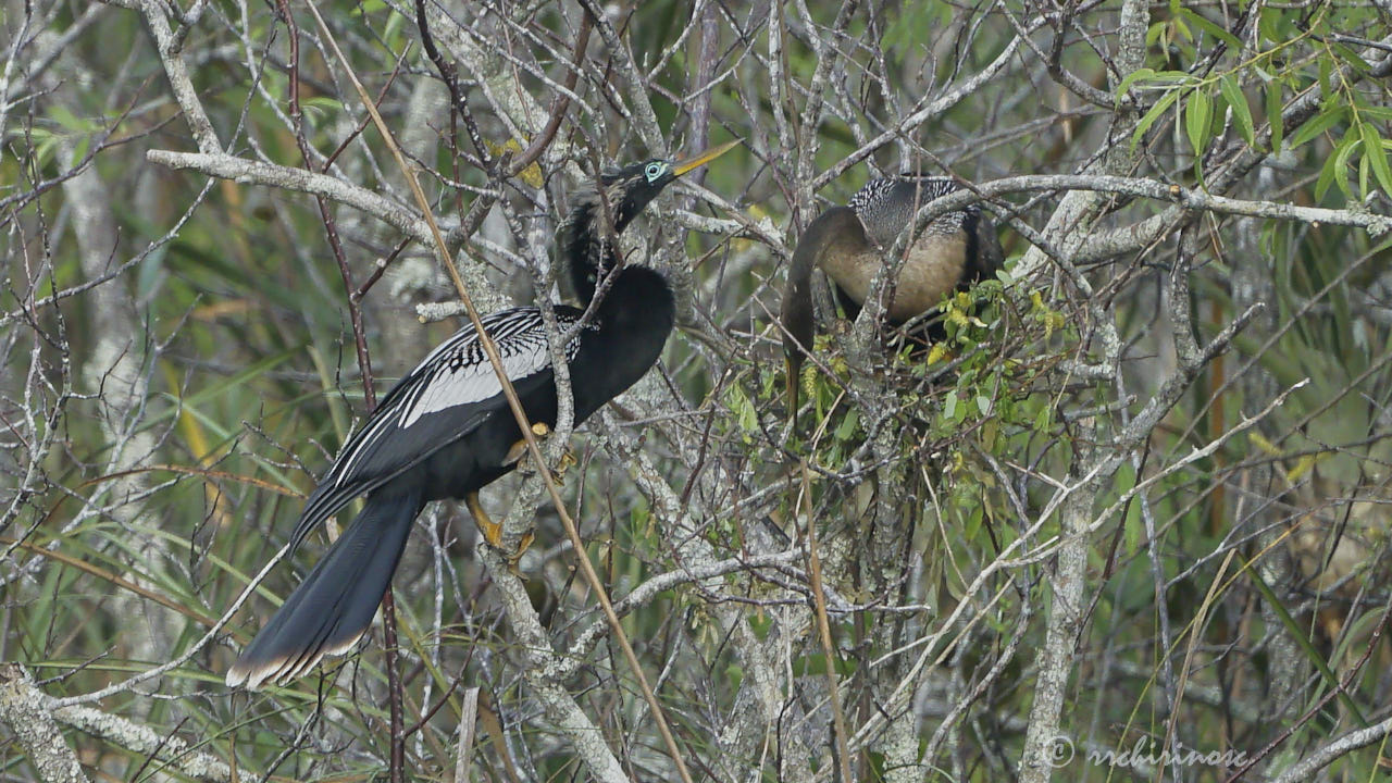 Anhinga