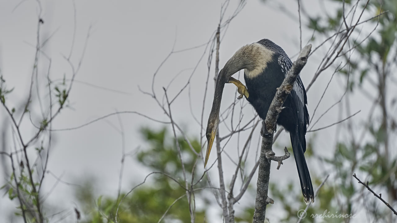 Anhinga