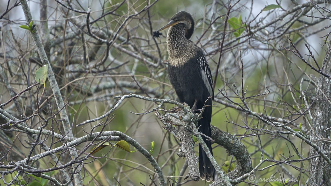 Anhinga