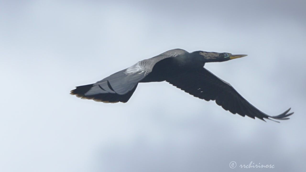 Anhinga