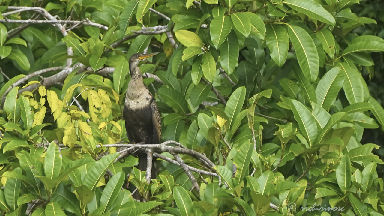 Anhinga