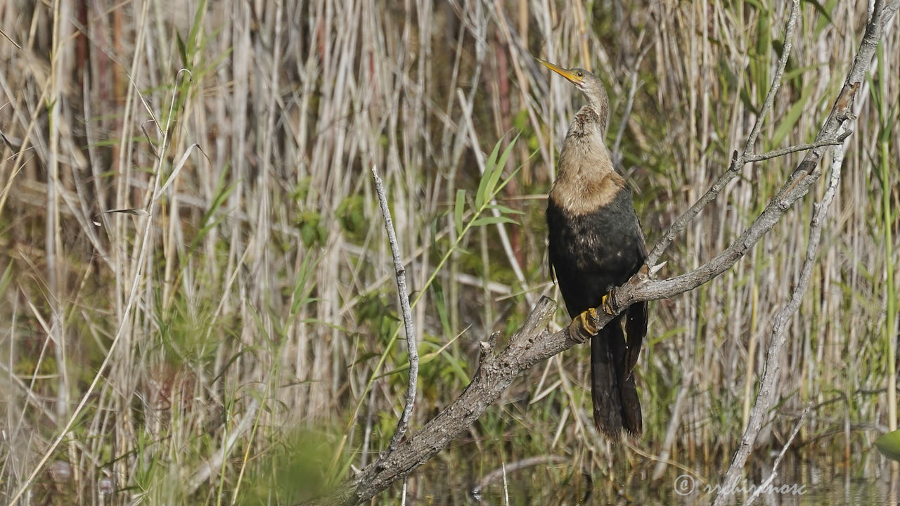 Anhinga