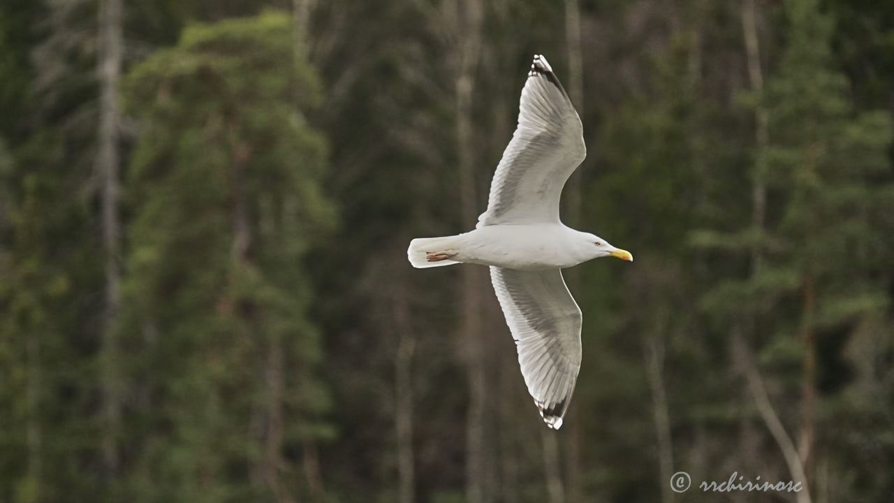 European herring gull