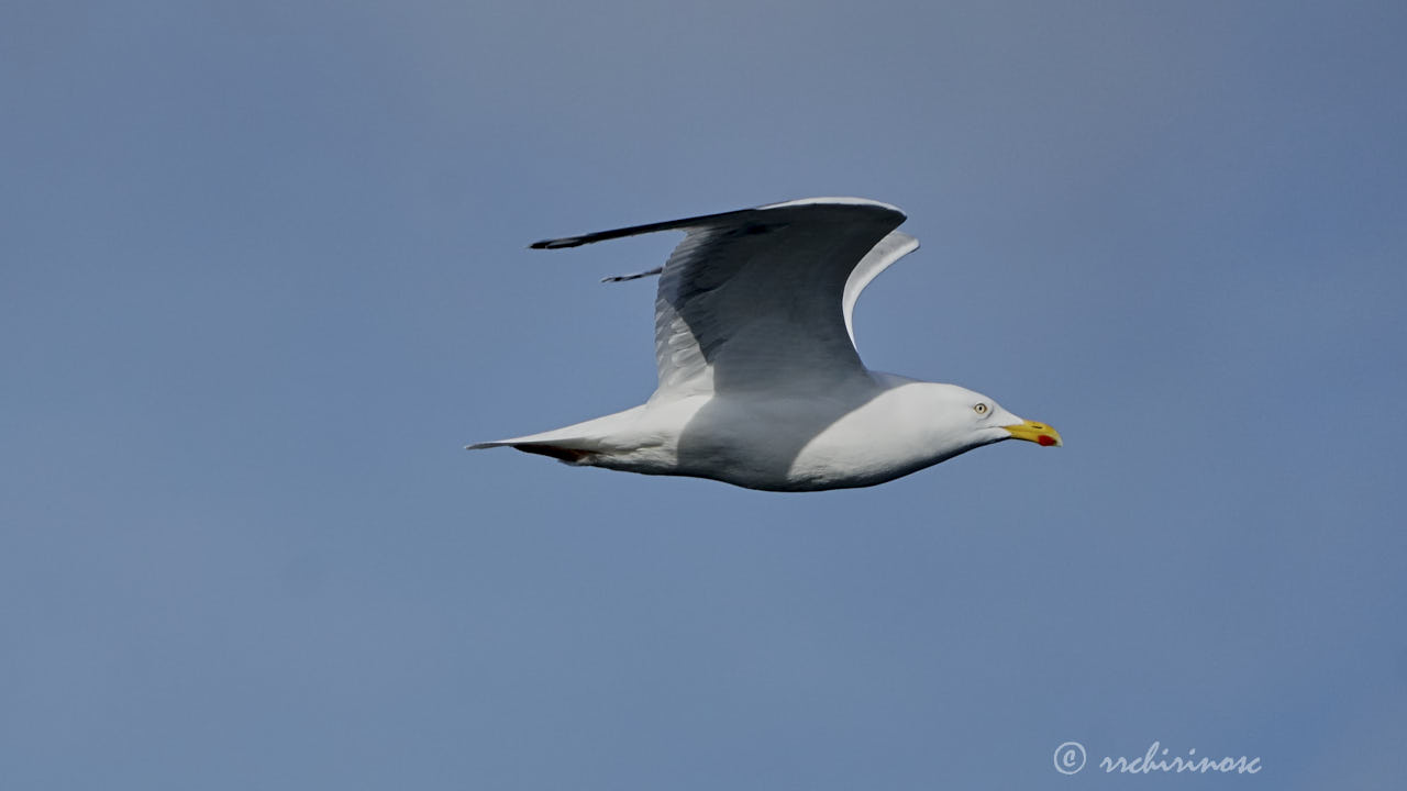 European herring gull