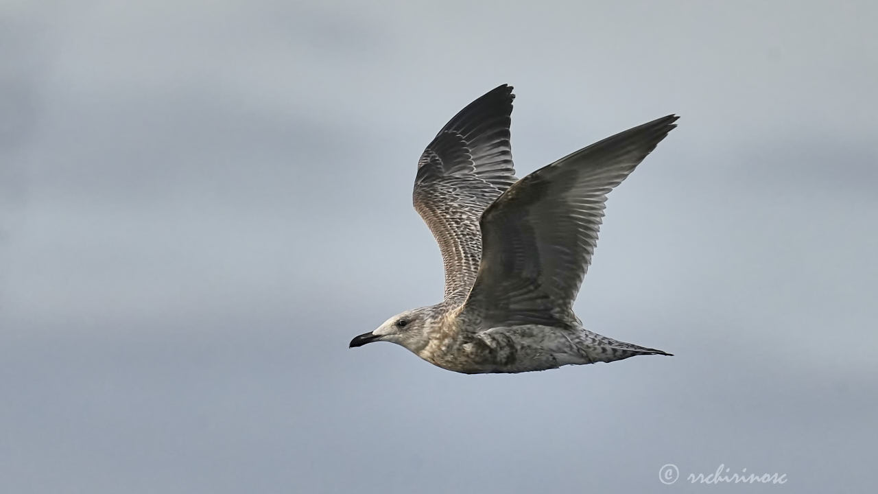 European herring gull