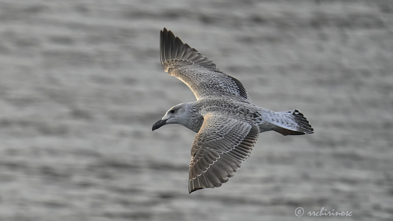 European herring gull