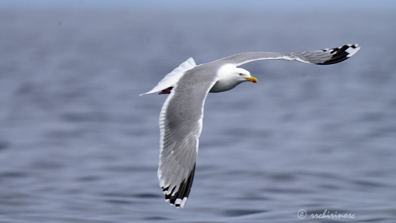 European herring gull