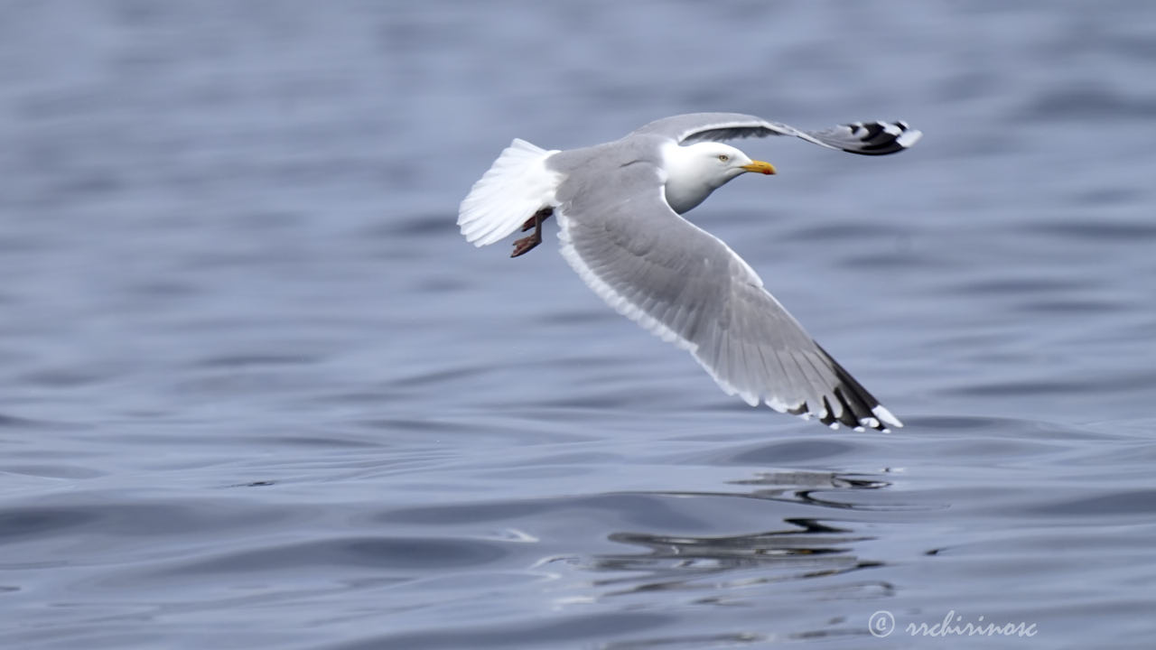 European herring gull