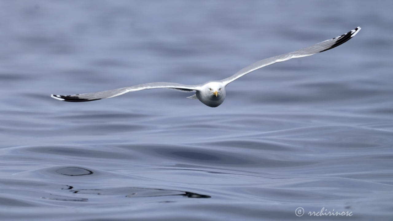 European herring gull