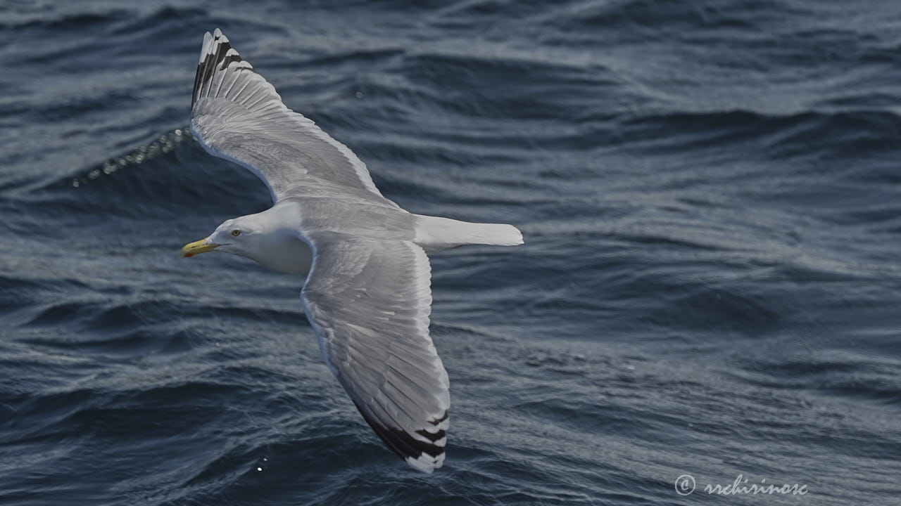 European herring gull