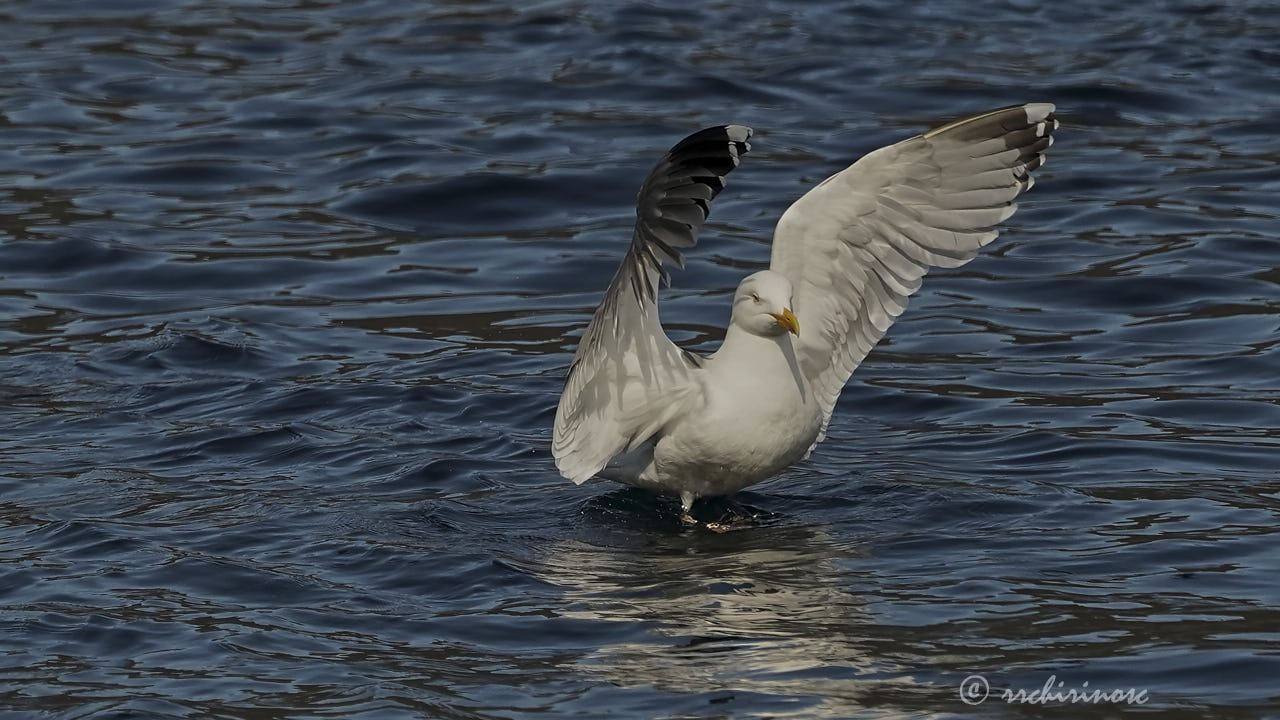 European herring gull