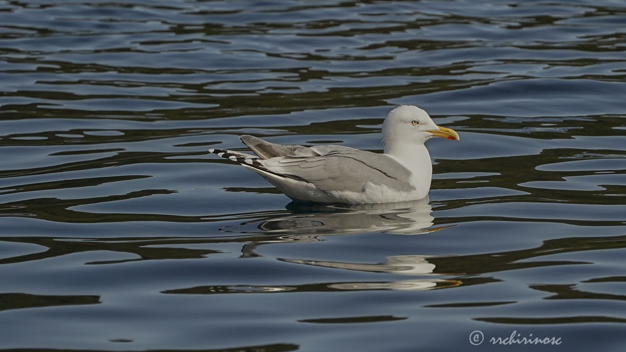 European herring gull