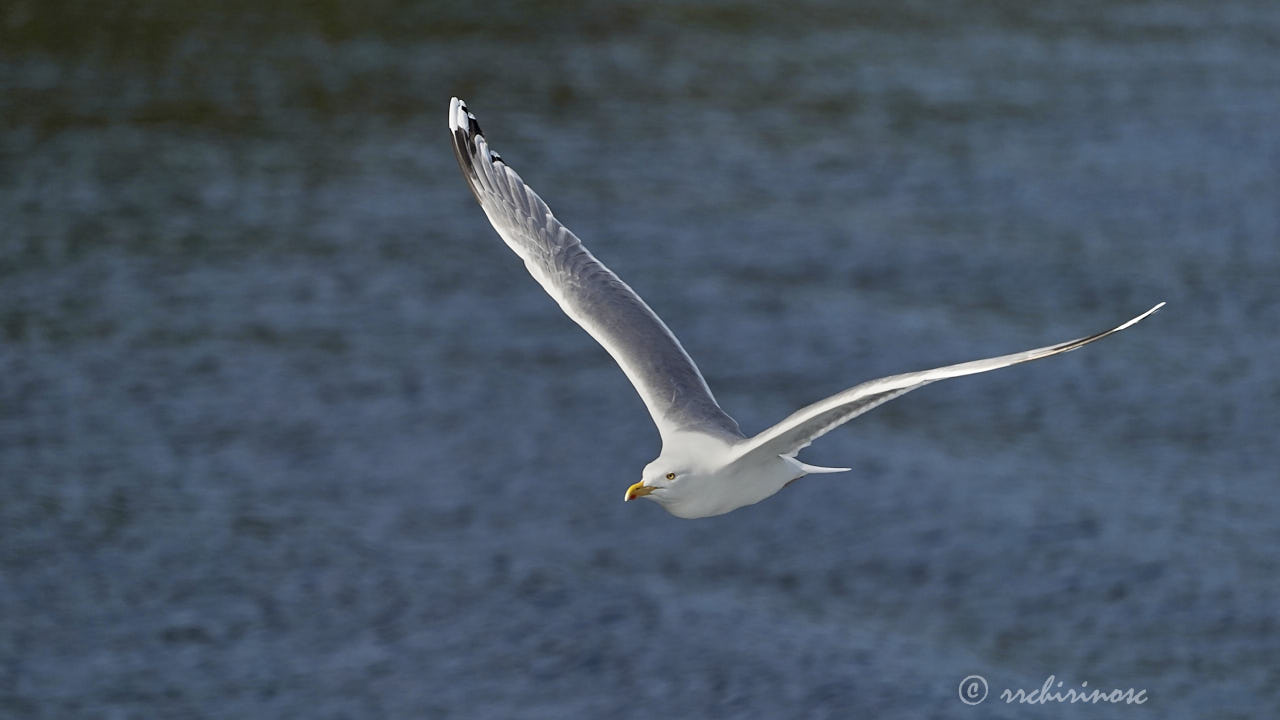 European herring gull