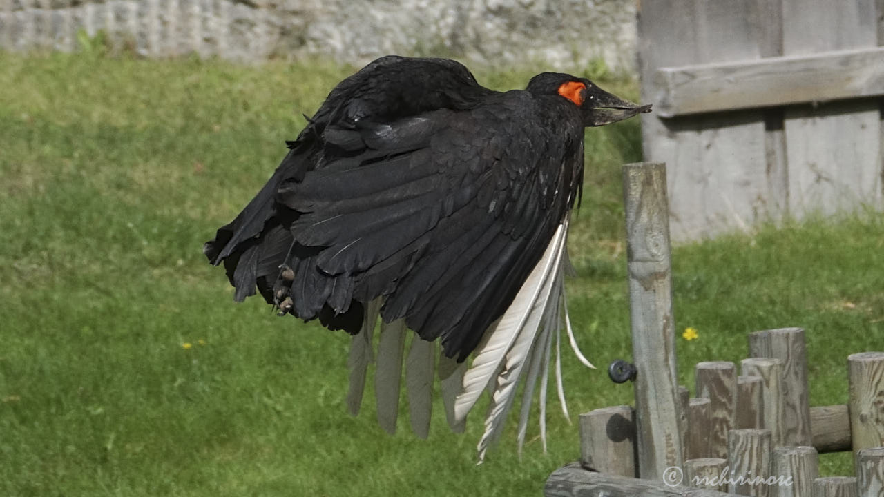 Southern ground hornbill