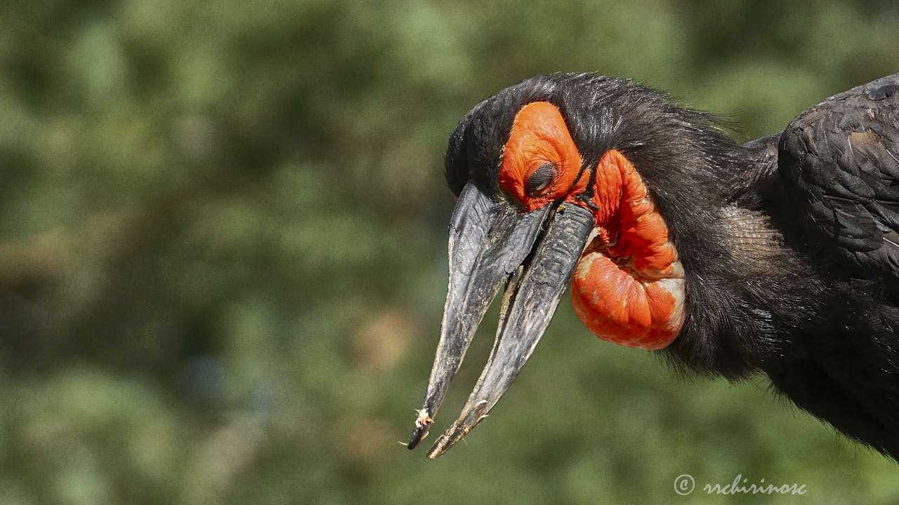 Southern ground hornbill