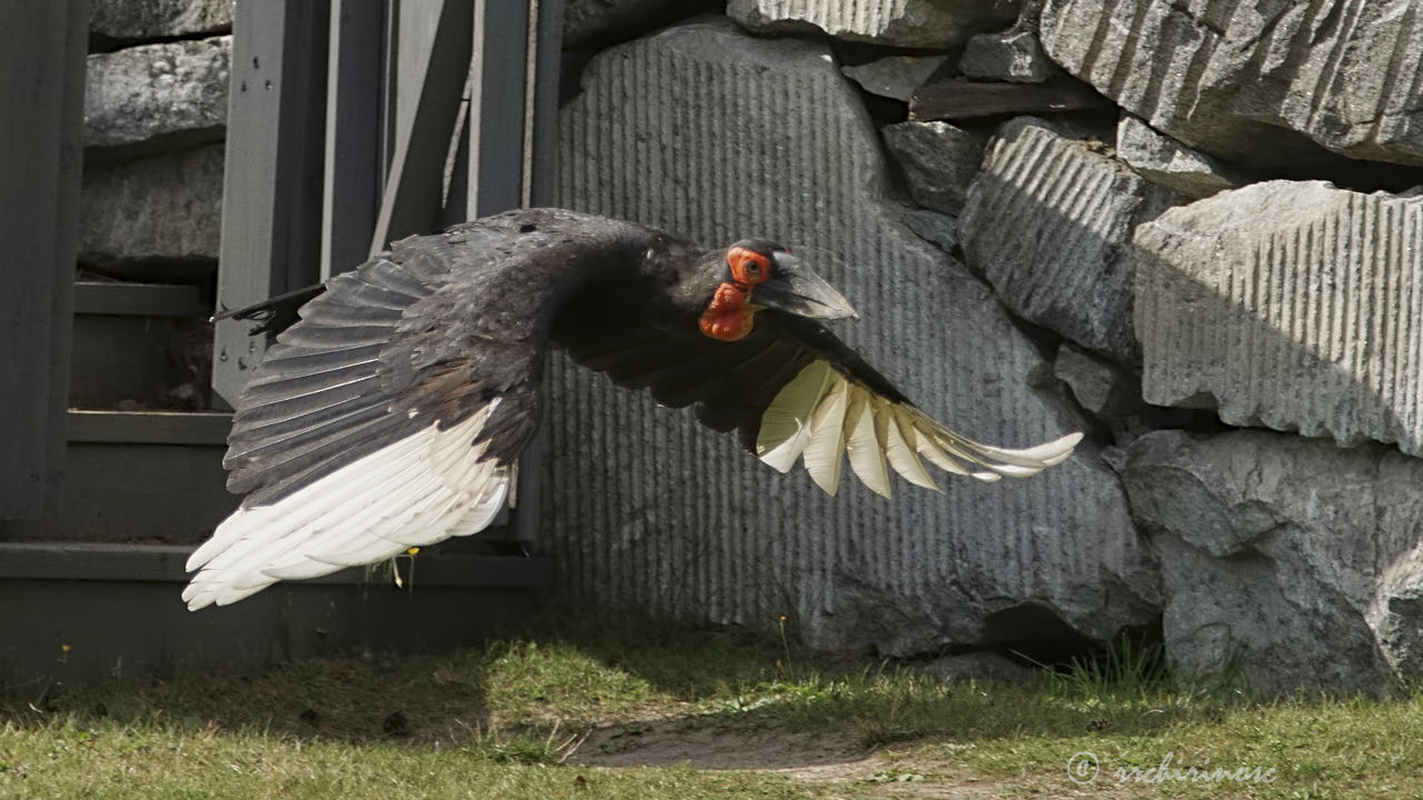 Southern ground hornbill