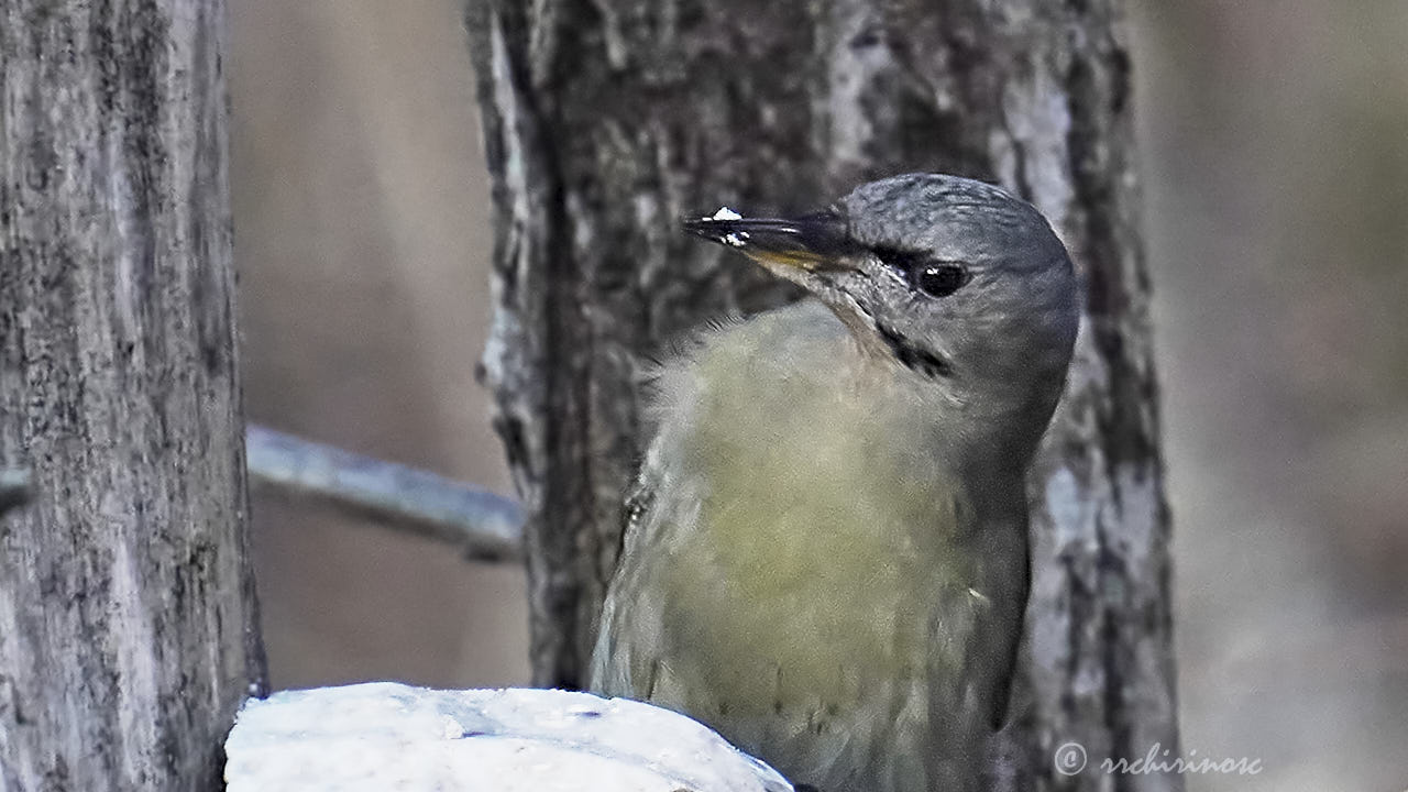 Grey-headed woodpecker