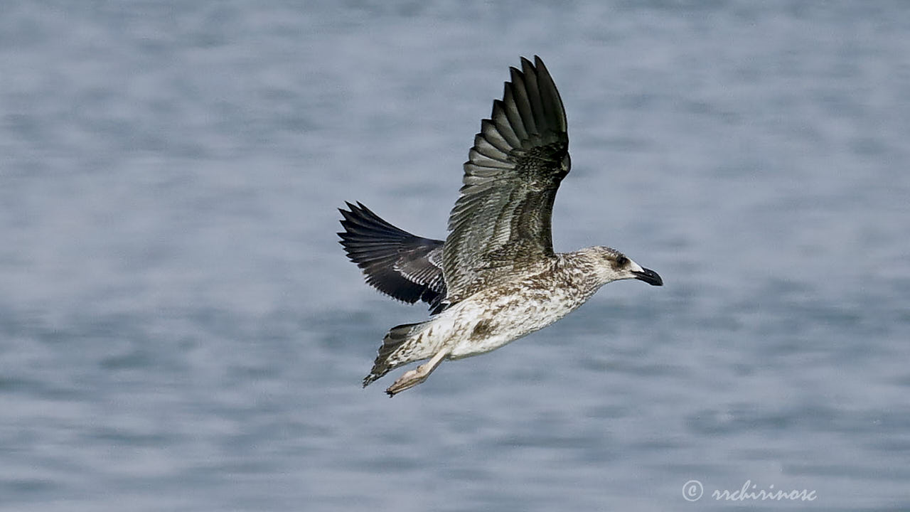 Kelp gull