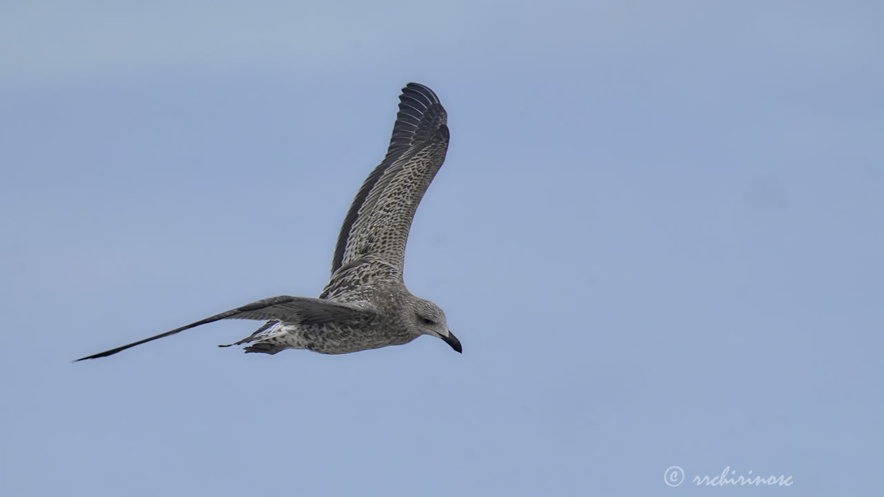 Kelp gull