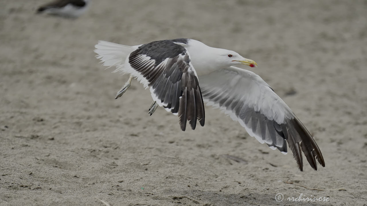 Kelp gull