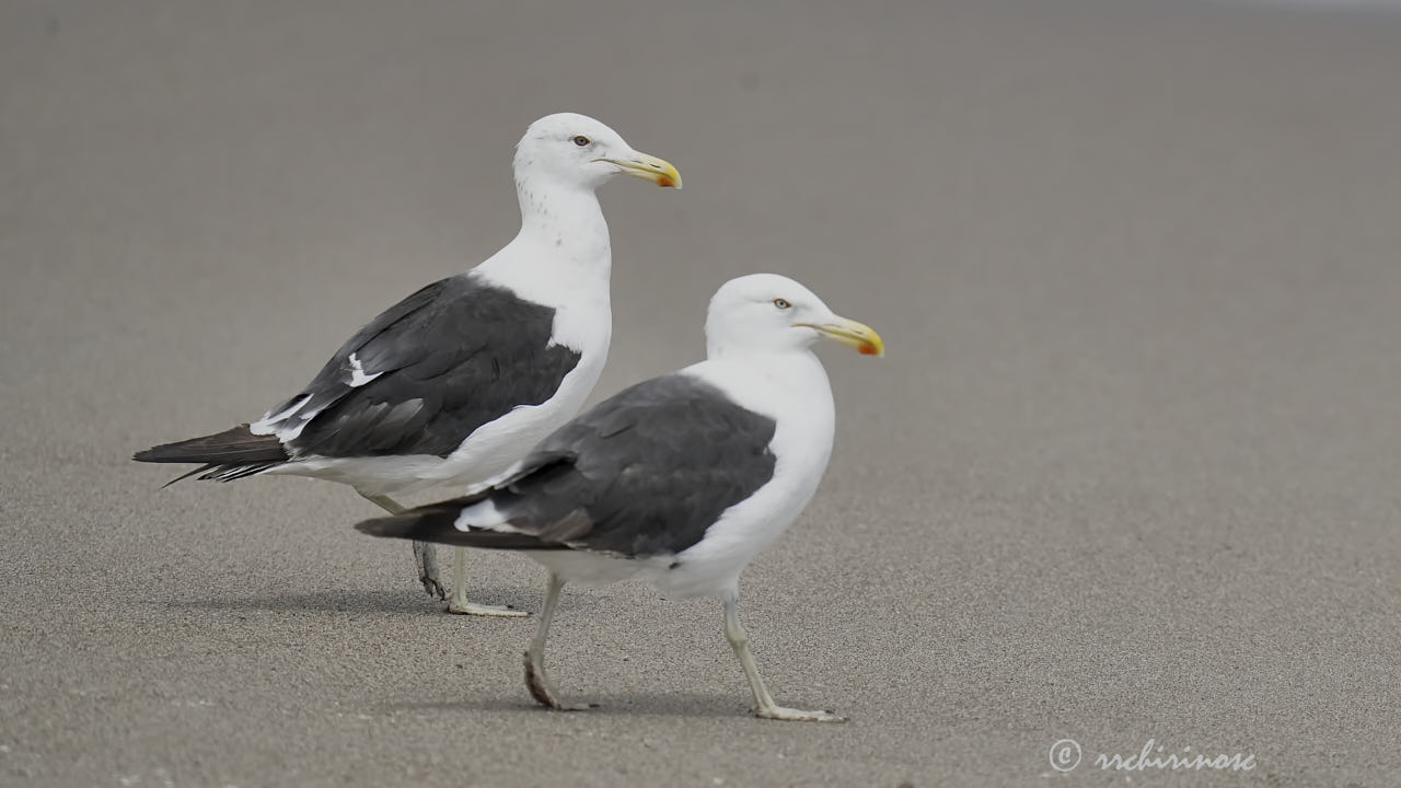 Kelp gull