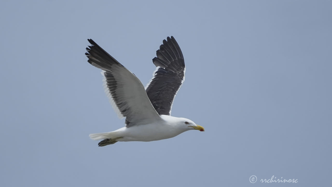 Kelp gull