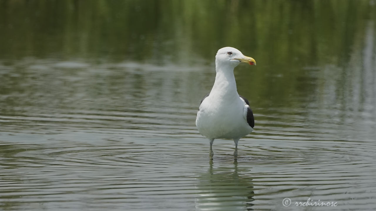 Kelp gull