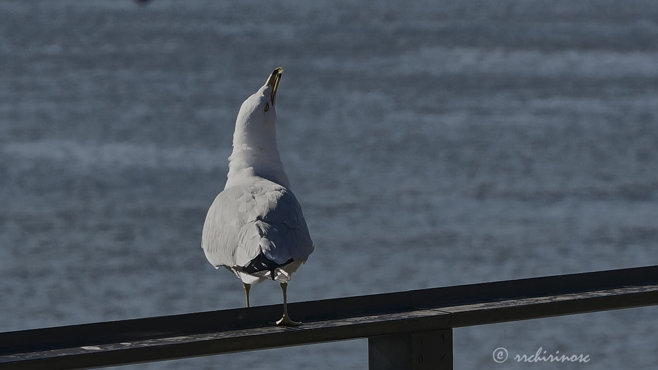 Ring-billed gull