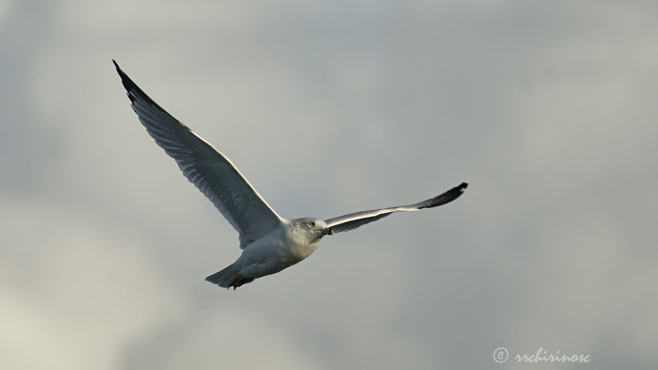 Ring-billed gull