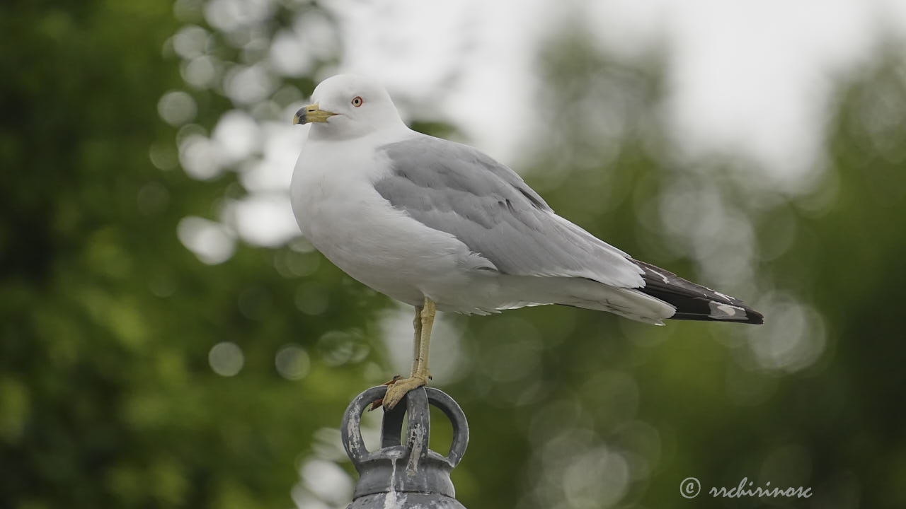 Ring-billed gull
