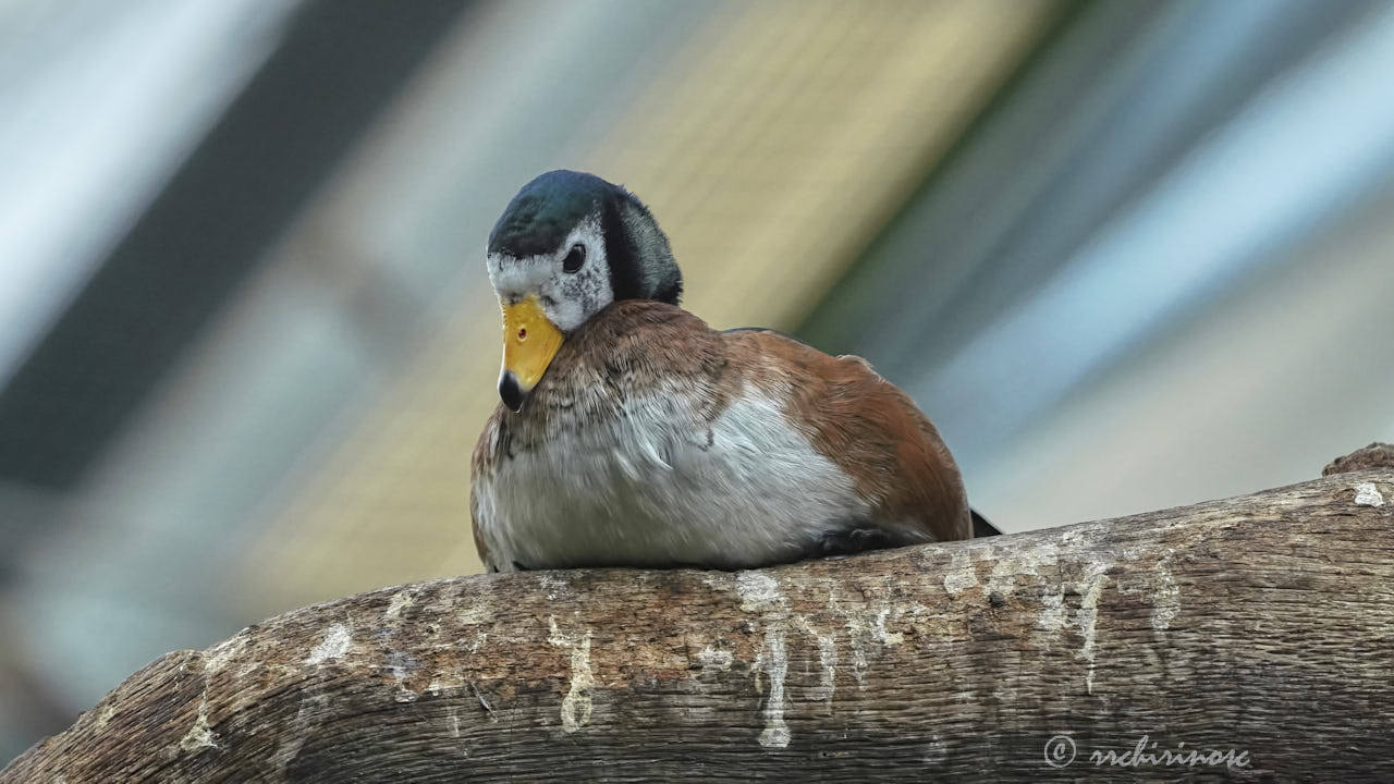 African pygmy goose