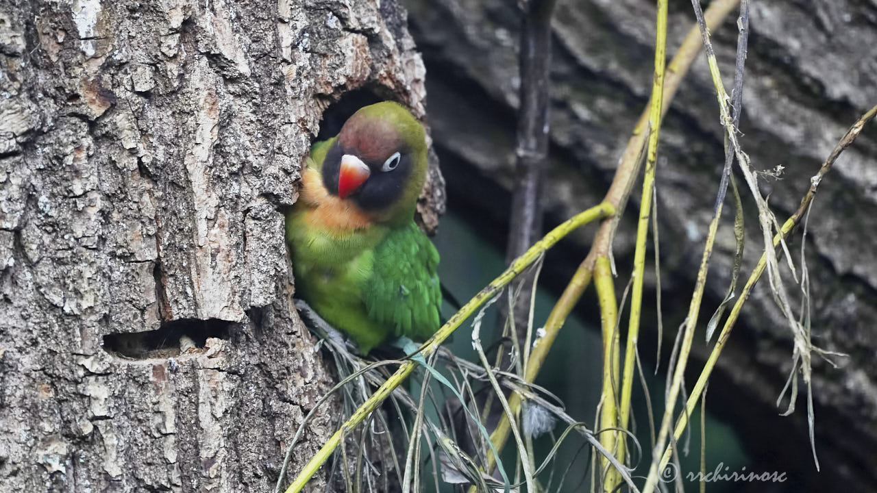 Black-cheeked lovebird