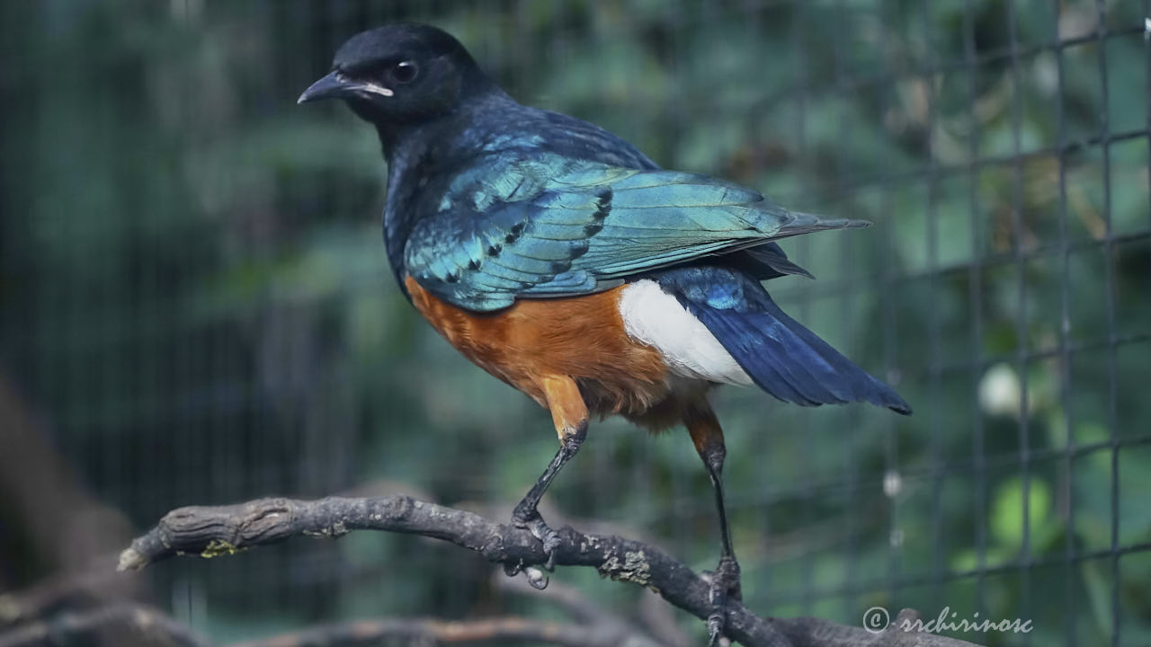 Superb starling