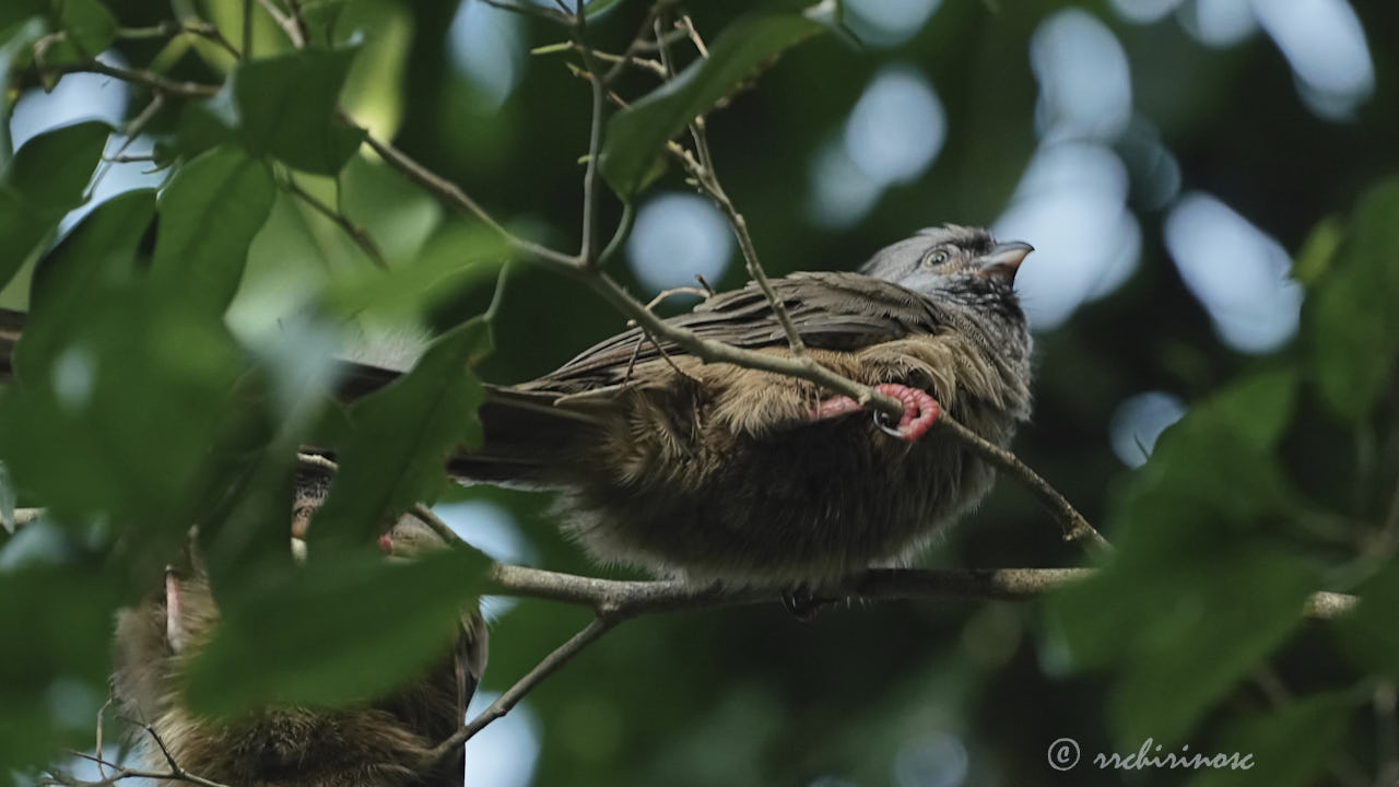 Speckled mousebird