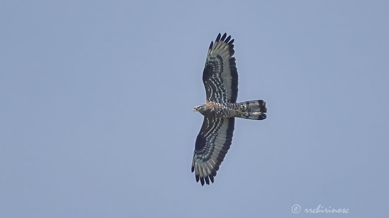 European honey buzzard