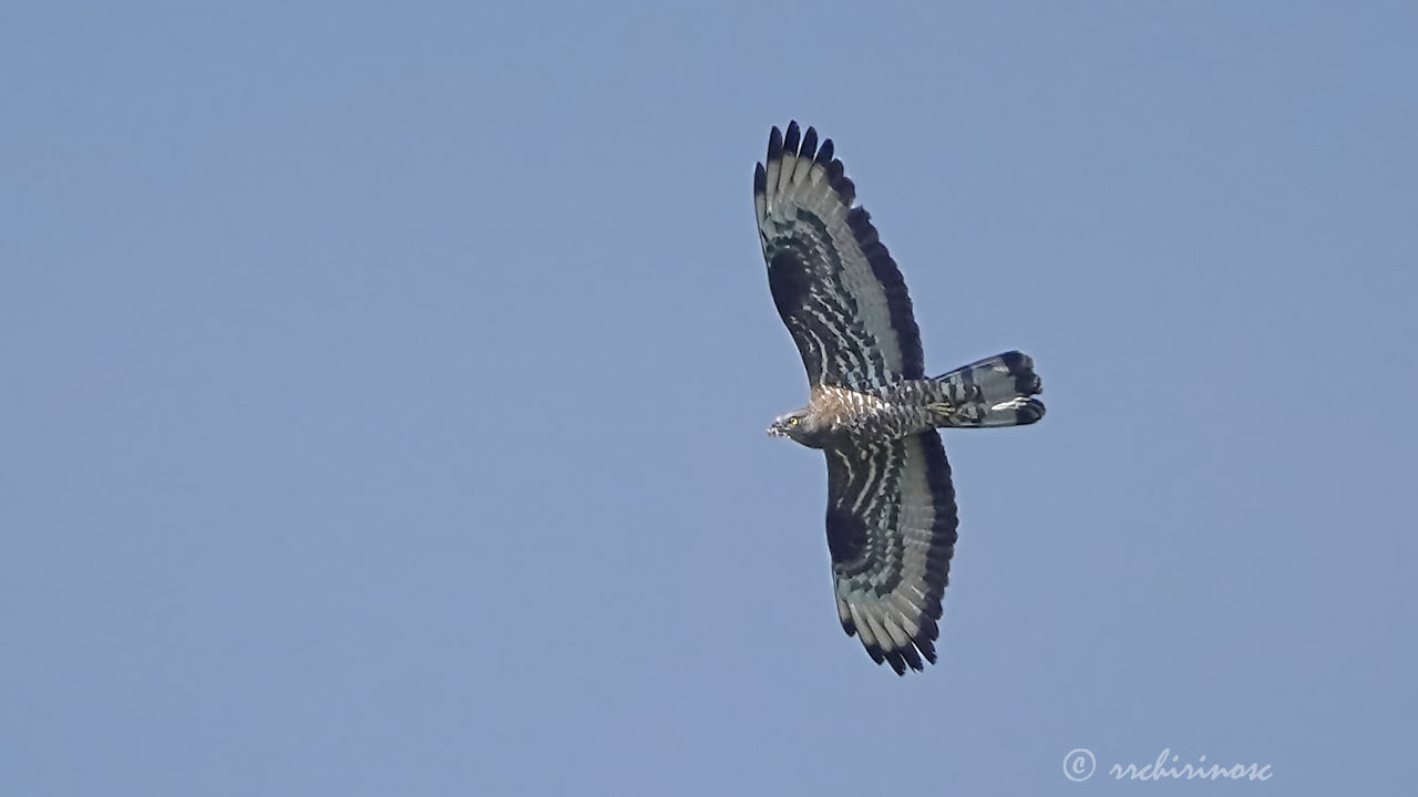 European honey buzzard