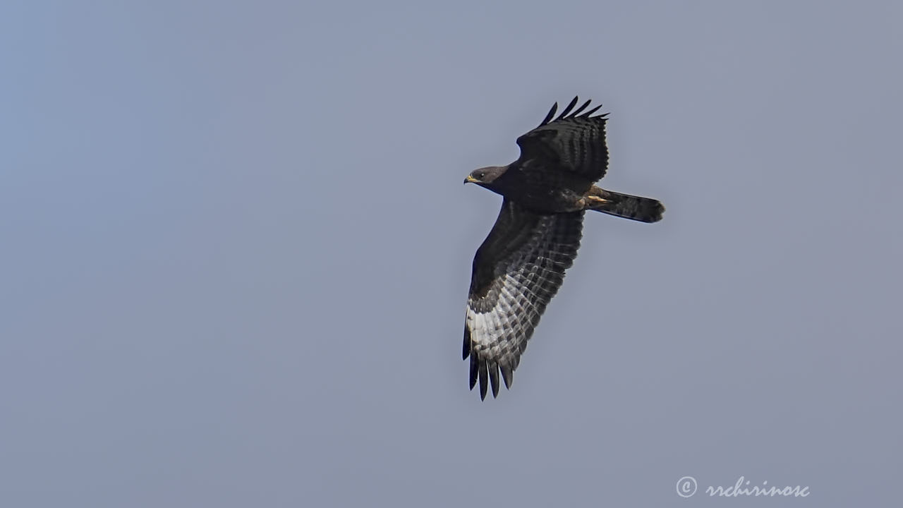 European honey buzzard
