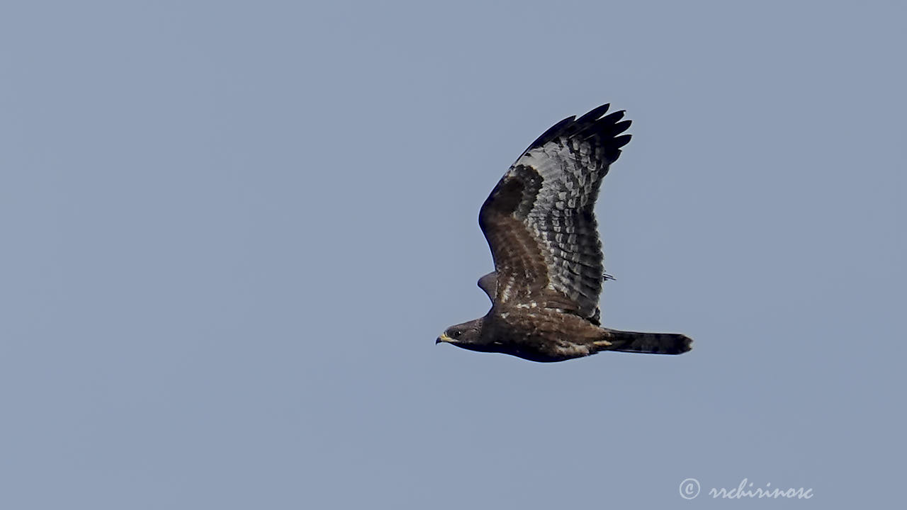 European honey buzzard