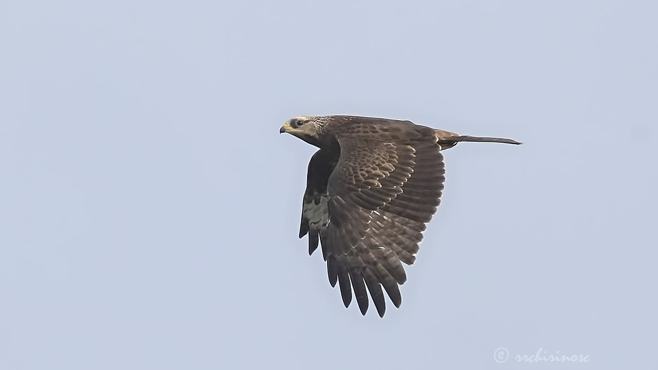 European honey buzzard