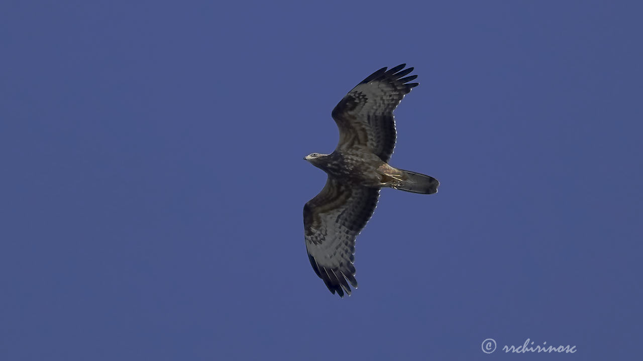 European honey buzzard