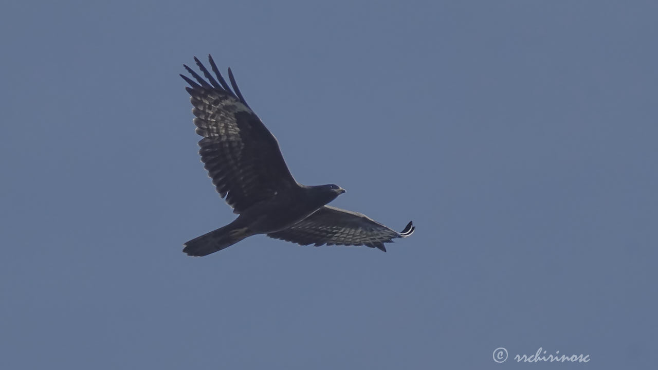 European honey buzzard