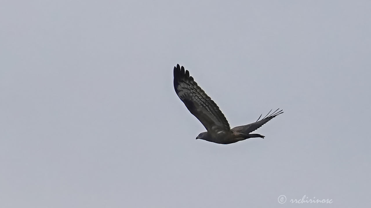 European honey buzzard