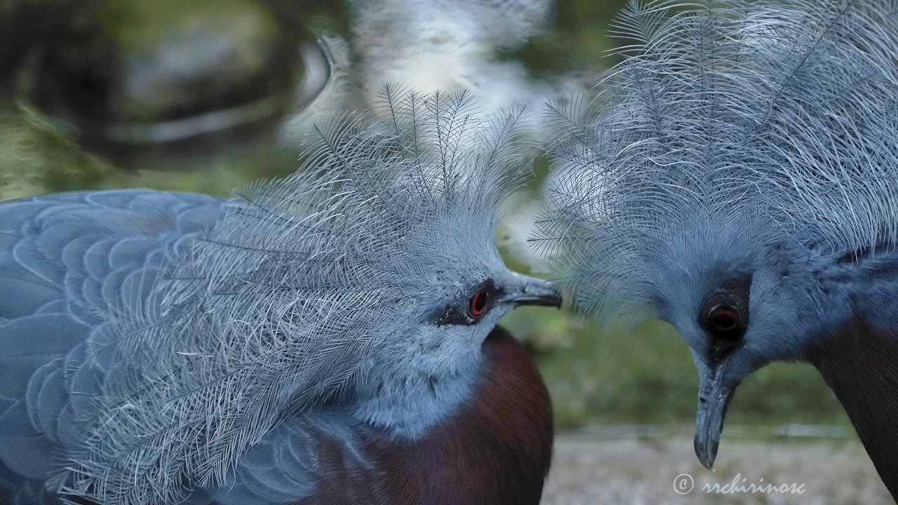 Sclater's crowned pigeon