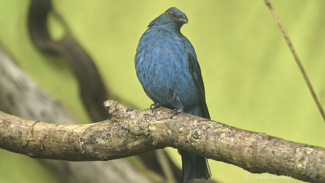 Fairy-bluebird