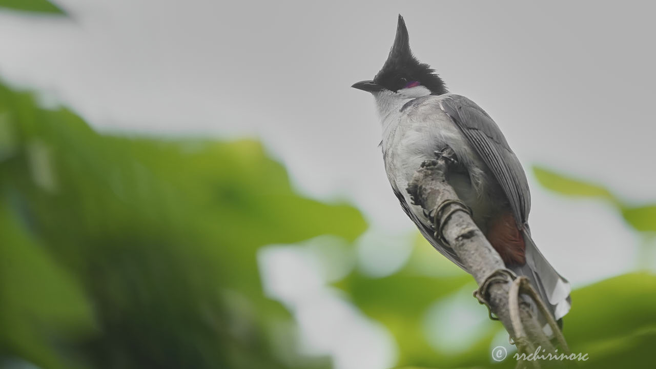 Red-whiskered bulbul