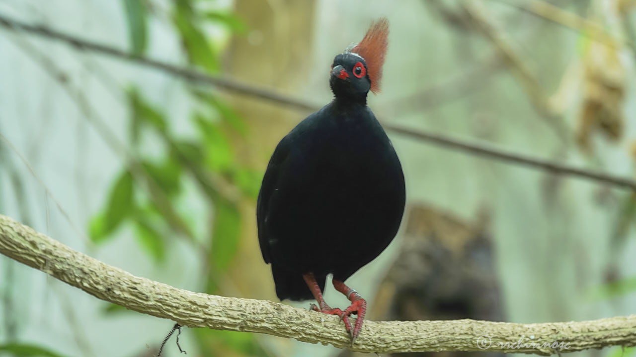 Crested partridge