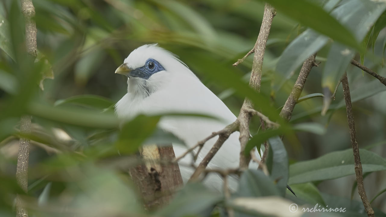 Bali myna